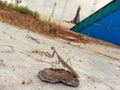 Aliens from outer space, Baikonur, Kazakhstan