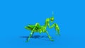 Insect Mantis Dies Side Blue Screen 3D Rendering Animation