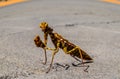 Insect Mantis Religiosa Royalty Free Stock Photo