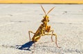 Insect Mantis Religiosa Royalty Free Stock Photo