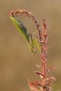 Insect Mantis religiosa sits on forest plant on a summer day Royalty Free Stock Photo