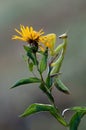 Insect Mantis religiosa sits on plant Royalty Free Stock Photo