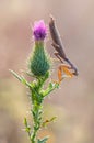 Insect Mantis religiosa sits on plant Royalty Free Stock Photo