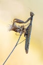 Insect Mantis religiosa  sits on plant Royalty Free Stock Photo