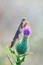 Insect Mantis religiosa sits on plant Royalty Free Stock Photo