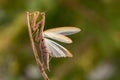 insect Mantis religiosa sits on plant Royalty Free Stock Photo