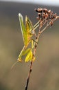 Insect Mantis religiosa sits on plant Royalty Free Stock Photo
