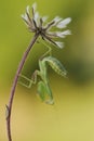 Insect Mantis religiosa sits on plant Royalty Free Stock Photo