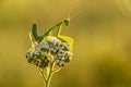 Insect Mantis religiosa sits on plant Royalty Free Stock Photo