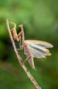 Insect Mantis religiosa  sits on plant Royalty Free Stock Photo