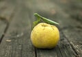 Insect Mantis religiosa sits on a quince fruit Royalty Free Stock Photo