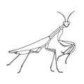 Insect mantis is a simple vector-based illustration Royalty Free Stock Photo