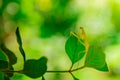 The insect mantis sits on a green leaf