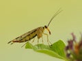 Insect Mecoptera on a forest plant