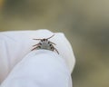 Insect mite pressurized blood in the hands in gloves rubber