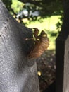 Insect molting cicada on a fence Royalty Free Stock Photo