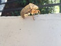 Insect molting cicada on a fence Royalty Free Stock Photo