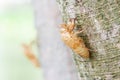 Insect molting, cicada molt on tree bark.