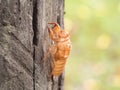 Insect molting cicada on tree in nature. Cicada metamorphosis (Latin Cicadidae) grow up to adult insect.