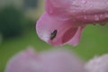 An insect on morning glory flower Royalty Free Stock Photo