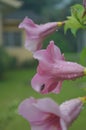 An insect on morning glory flower Royalty Free Stock Photo