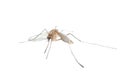 Insect mosquito Royalty Free Stock Photo