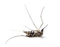 Insect Mosquito Royalty Free Stock Photo