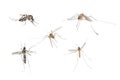 Insect mosquito bug se Royalty Free Stock Photo
