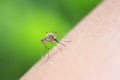 Insect mosquito drinking blood from hand Royalty Free Stock Photo