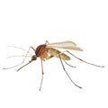 Insect mosquito, isolated object on white background, vector illustration