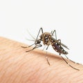 Insect Mosquito Isolated on a white background