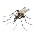 Insect mosquito isolated on white transparent background