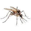 Insect mosquito isolated on white transparent background