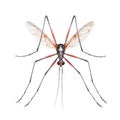 Insect mosquito isolated on white transparent background