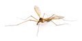 Insect Mosquito. Royalty Free Stock Photo