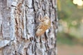 Insect moult on tree bark