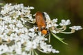 Insect by name Oenas crassicornis. Oenas crassicornis beetle in natural habitat Royalty Free Stock Photo