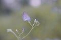 Nature closeup butterfly on flower