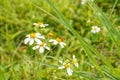 insect in nature, focus on a bee that catches on a branch with white flowers and green leaves