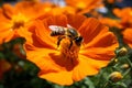 Insect nature pollination blossom bee flower orange Royalty Free Stock Photo