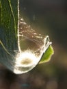 insect nest in a leaf Royalty Free Stock Photo