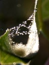 insect nest in a leaf with raindrops Royalty Free Stock Photo