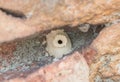 Insect nest in the rock Royalty Free Stock Photo