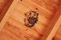 Insect nest under roof, small wasps