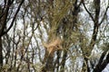 Insect nest/web in tree seen on Moralana Scenic Drive, Flinders` Ranges, SA, Australia