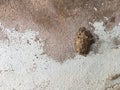 Insect nests on cement wall