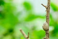 Insect nests