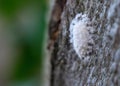 insect nests