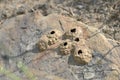 Insect nests from small stone on wild sandstone closeup