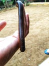 An insect nicknamed millipede because it has many legs